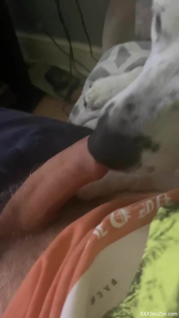 Dude's beautiful cock serviced orally by a dog