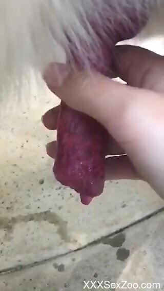 Horny man wants to play with the dog dick in his mouth