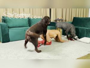 Veronica bestiality frenzy