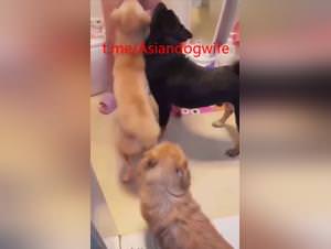 Feline fantasy gone wild