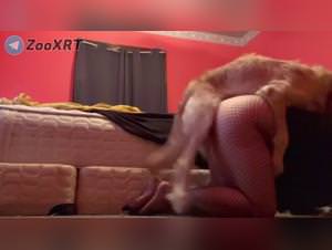 Dog fuck: extreme bestiality porn videos