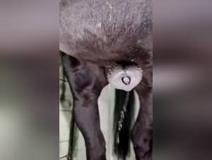 Stallion lust floods, thick lube action