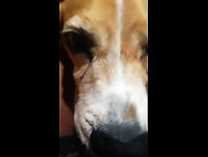 Crowd with my perrita: The bitch lets herself be cheated