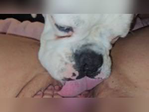 Dog Blowjob meaning bestiality videos, beastility explained with a horny hamster