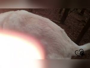 Denise frazier dog, hardcore beastiality movies