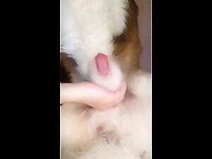 Dog cock encounters hardcore