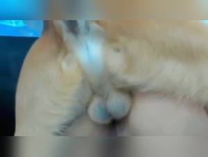 Dog Fuck - Wild Woman