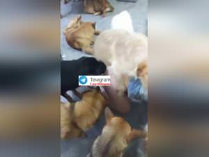 Asian Dog Group Sex - Foursome Extreme Part 2