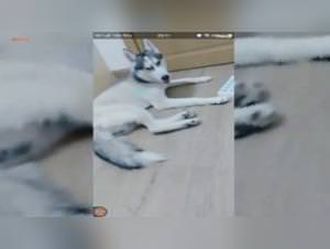 Japanese Bitch Dog Sex