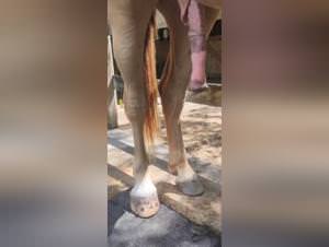 Horse mount, wild sex