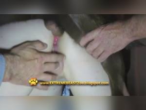 Bitch Fucked by Dog - Extreme XXX Videos