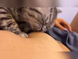 Feline frenzy : nipple nectar indulgence