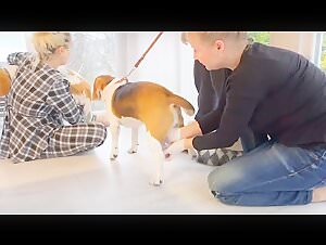 Collection of semen from beagle dogs