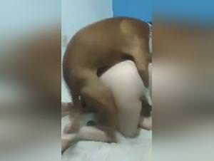 Dog sex fantasies: teen & animal depravity