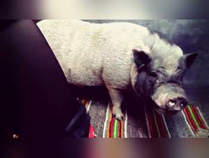 Yasmin's primal desires unleashed