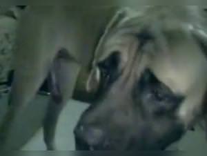 Girl Dog Sex - Amateur Video