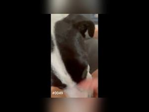 Bitch devoured by her dog in depraved lust