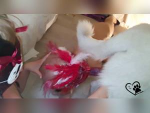 Amateur beastiality zooxvideo: a young girl having sex with her dog in cartoons