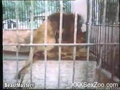 80s animality action with a sexy babe and a pony