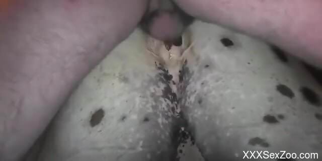 Hot horse pussy fucking compilation with cumshots