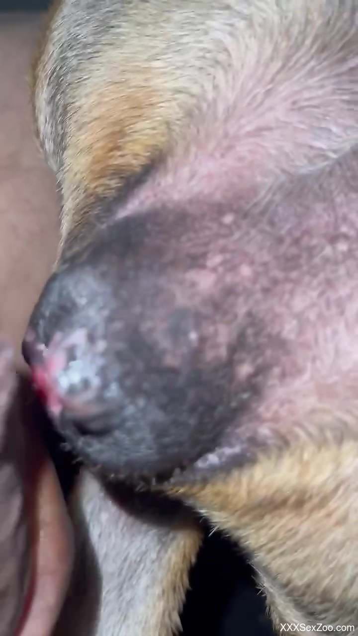 Dude uses his boner to get this dog off in POV