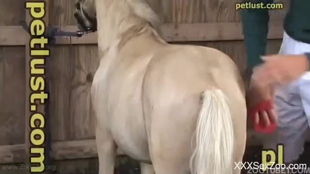 Owner pounds his small pony in the foggy style pose as he love