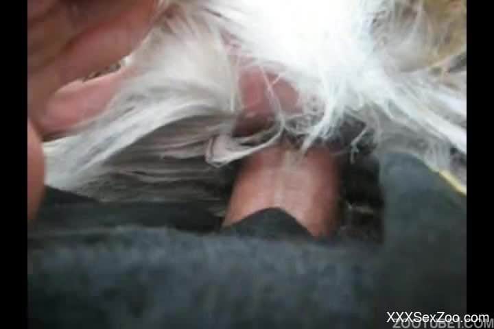 Awesome farmer stimulates and penetrates a good farm animal in doggy style POV