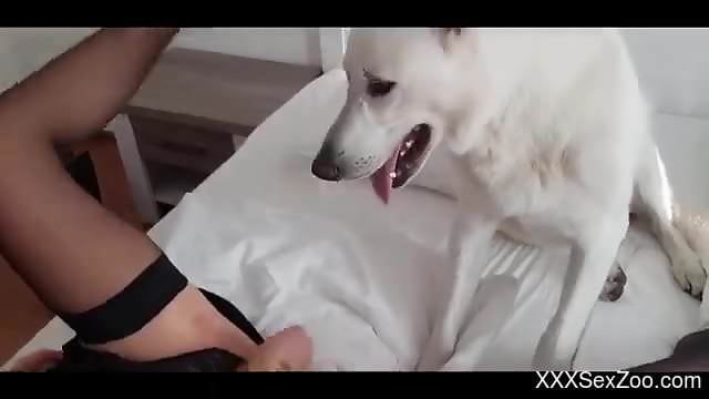 Blonde beauty tries furry dog's tasty dick in all holes