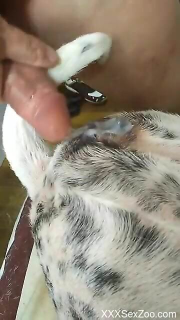 Aroused man is keep to stick his dick in the dog's pussy