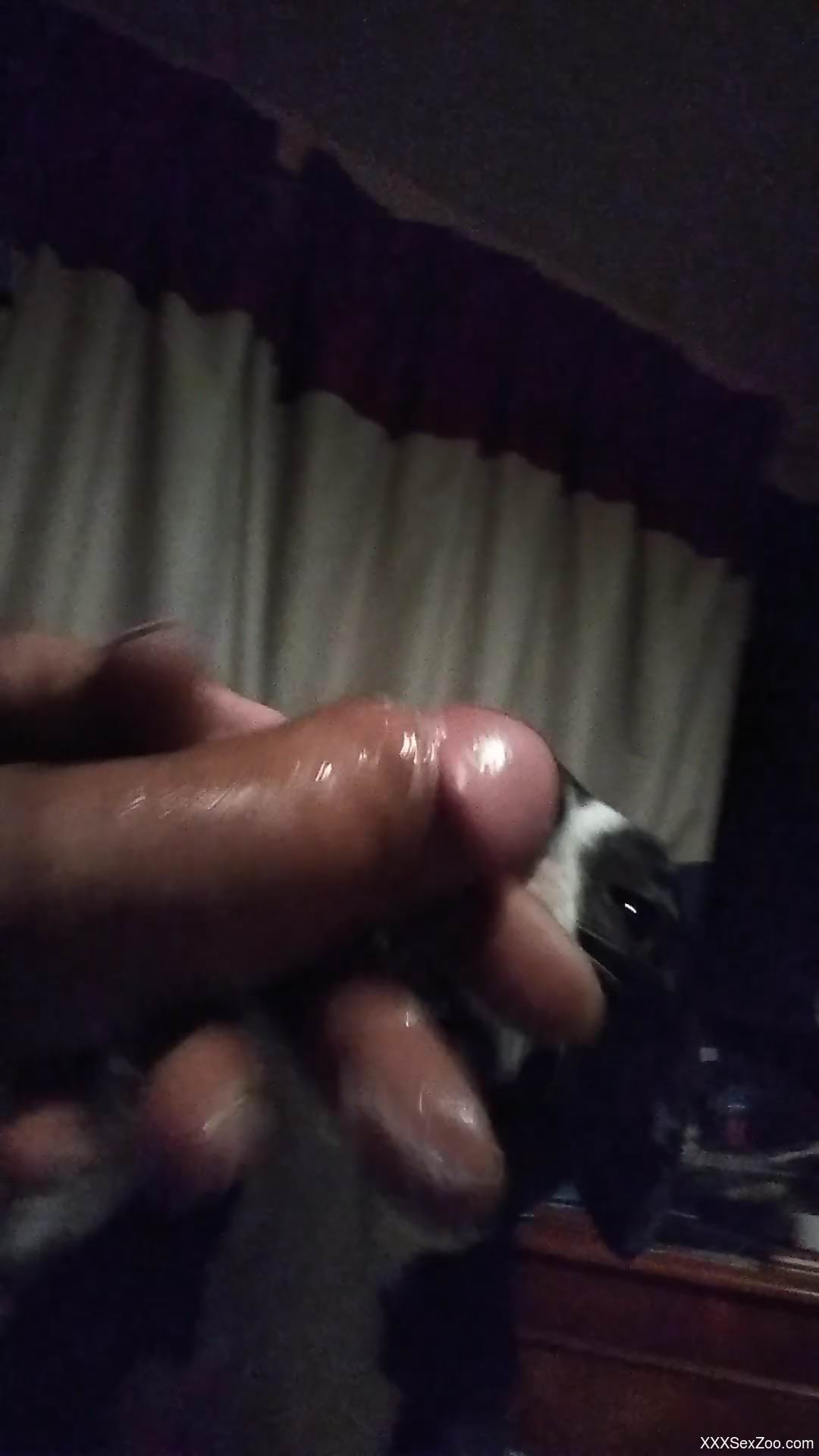 Dog licks owner's penis while the man jerks off