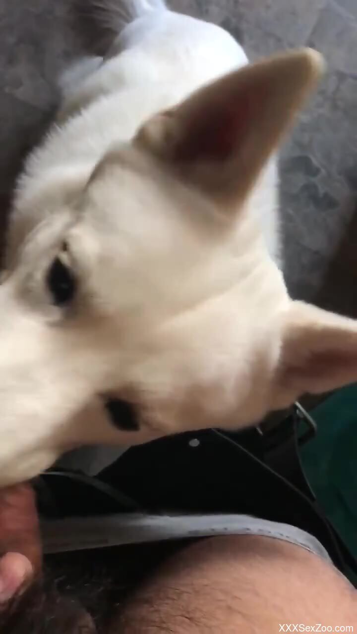White dog licking the guy's cock in a POV video