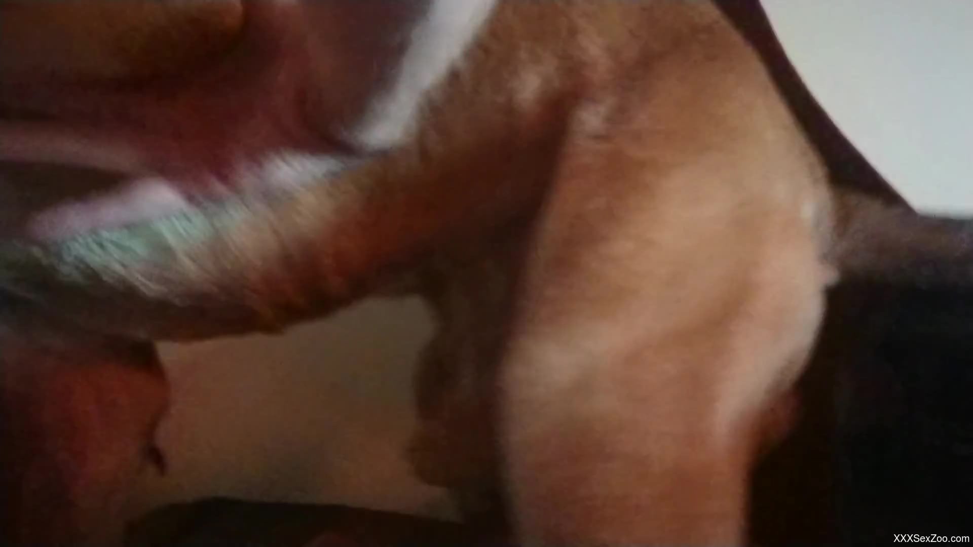 Brown dog humping a zoophile's hole from behind