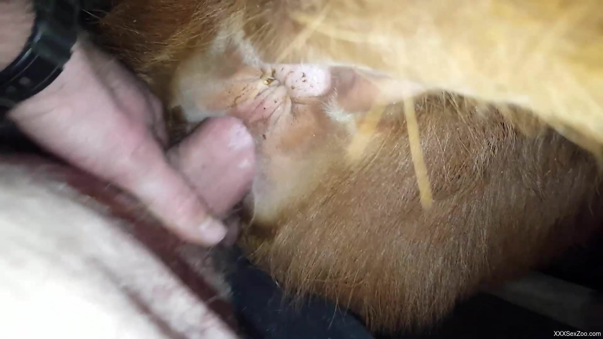 Dude drilling an animal's hole in a hot zoo XXX clip