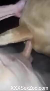 Guy uses his huge cock to fuck a kinky dog in POV
