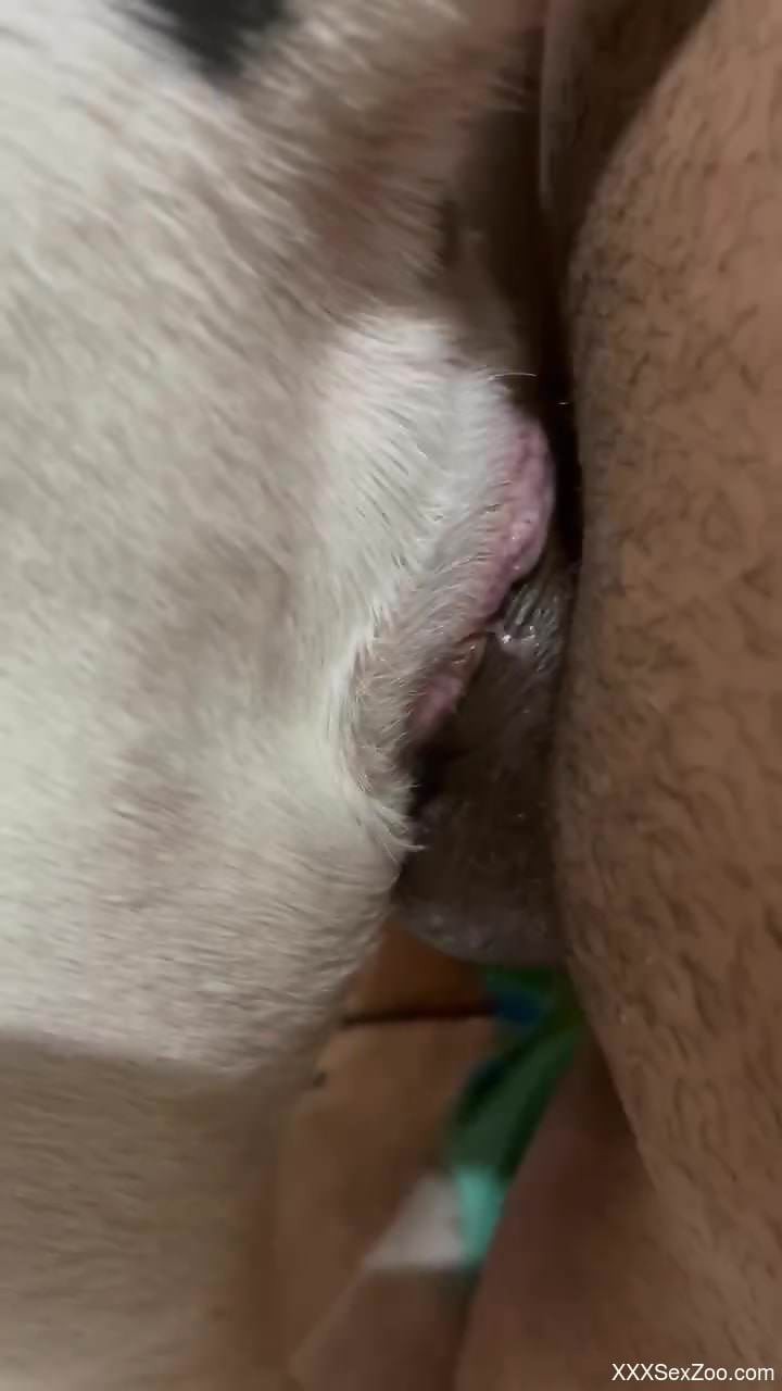 Man fucks cow very hard and impregnates the animal