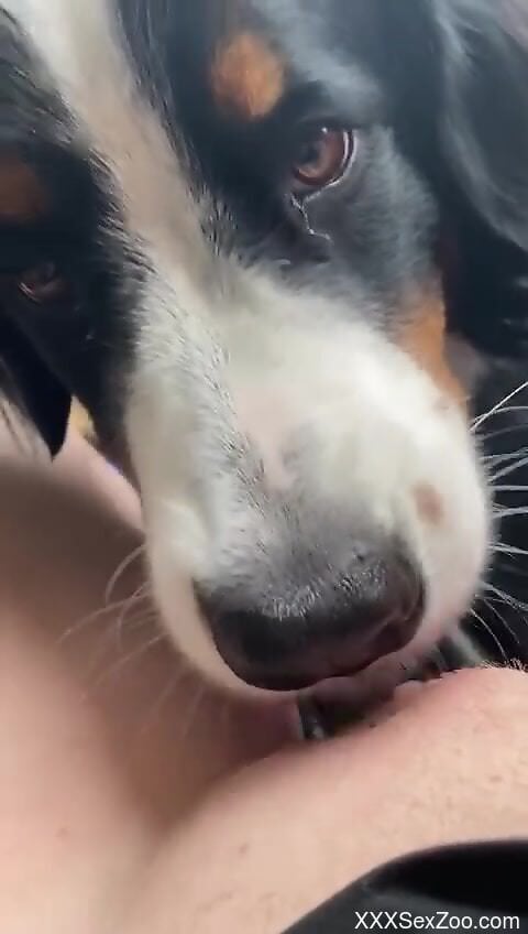 Doggo makes owner feel amazing by licking his erect cock