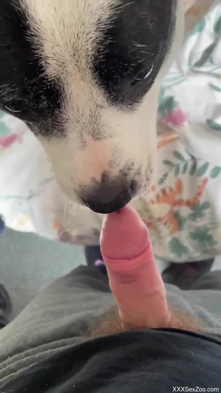 Dog licking cock in a POV movie with a horny stud