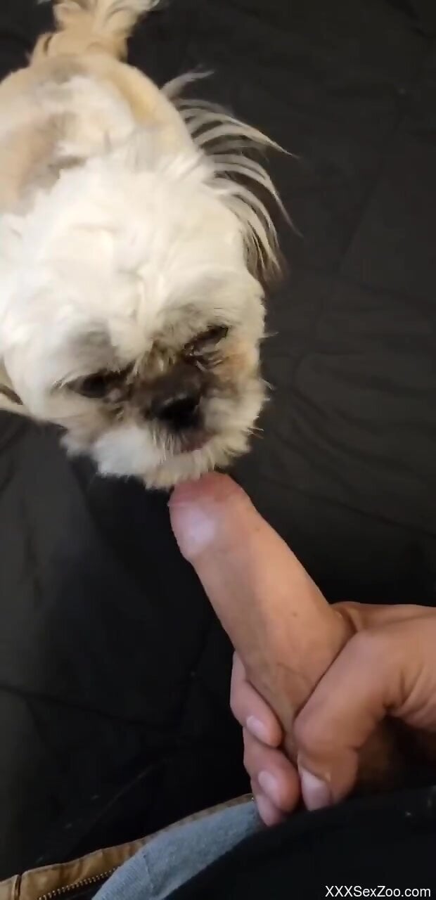 Small dog licks owner's cock in sloppy manners on cam