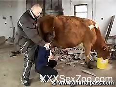 Busty slut sucks hubby and the bull in kinky zoo scenes