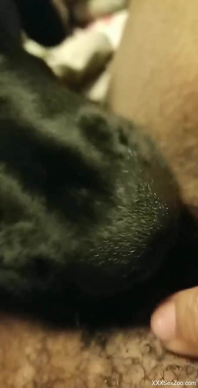 Close-up bestiality video with a VERY sexy beast