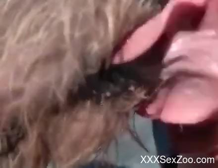 Dude's pierced penis is a tasty treat for this dog