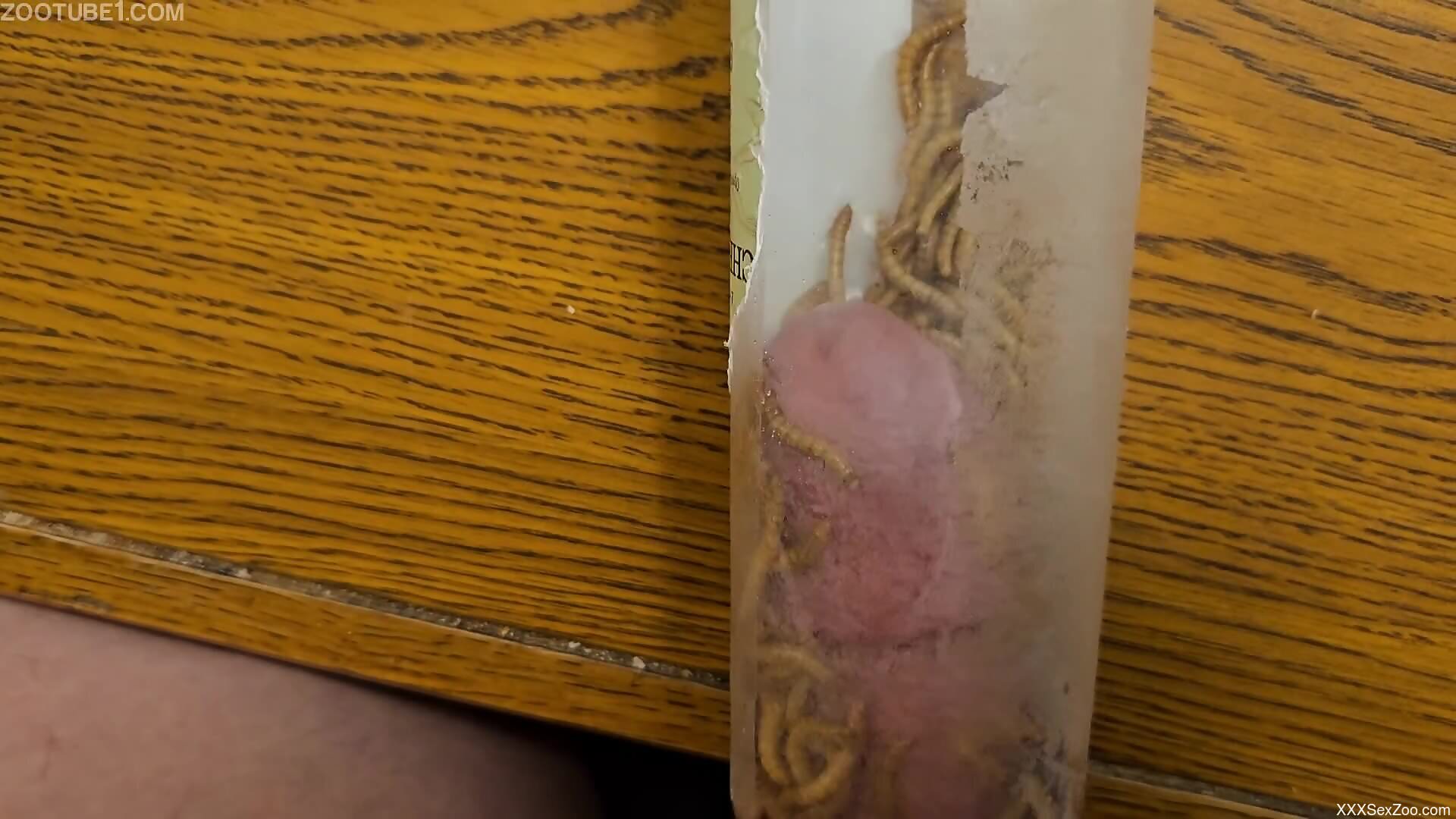 Man inserts cock in a jar packed with worms