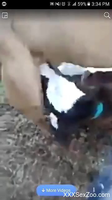 Man films pair of goats mating and that makes him horny