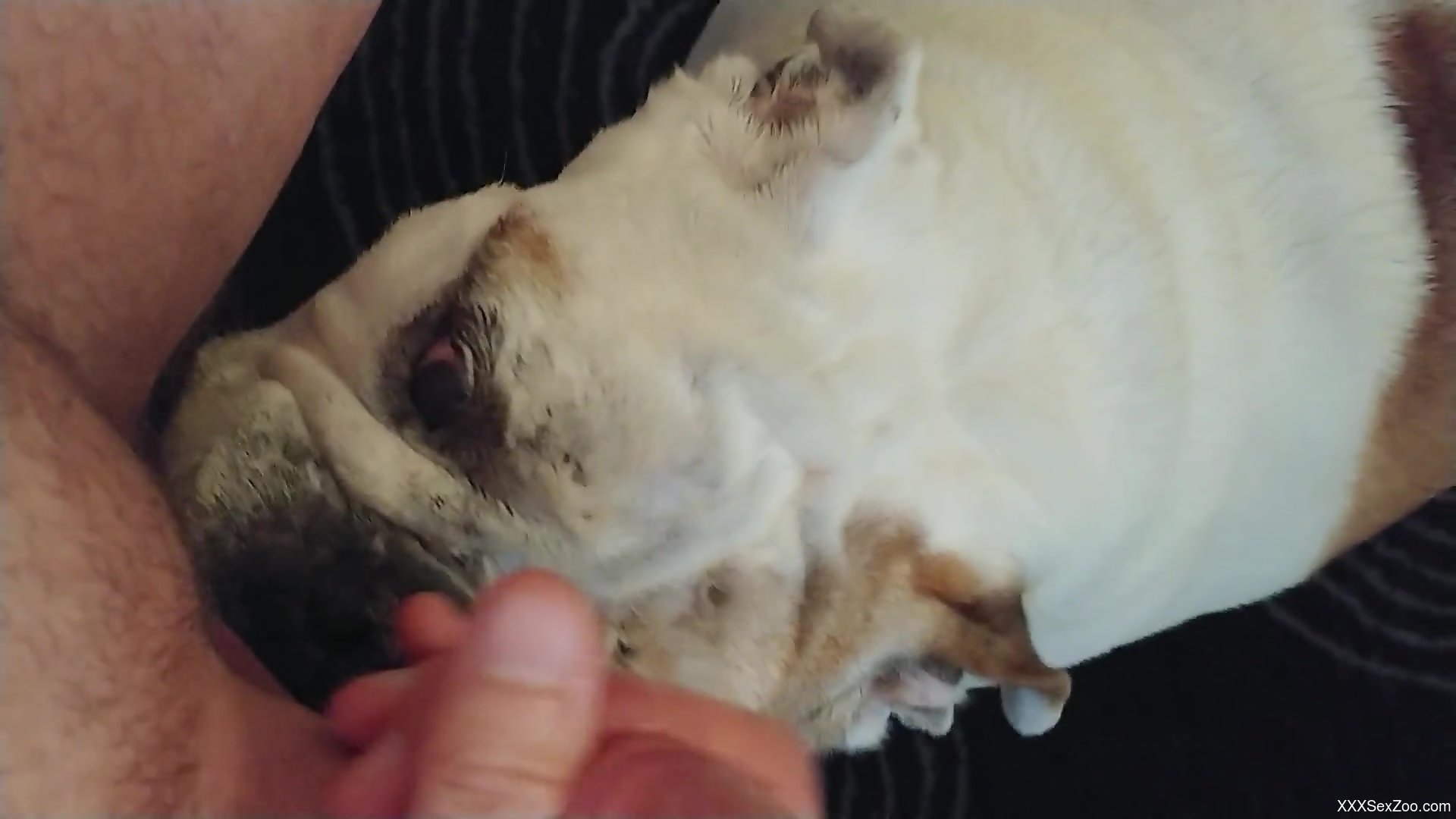 Dude with a small dick enjoying POV oral with a dog