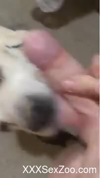 Dog gets dick-slapped and throat-fucked in POV