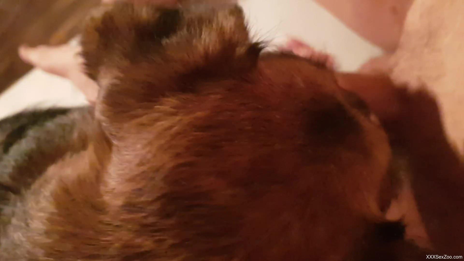 Dude with a throbbing cock gets a BJ from a dog