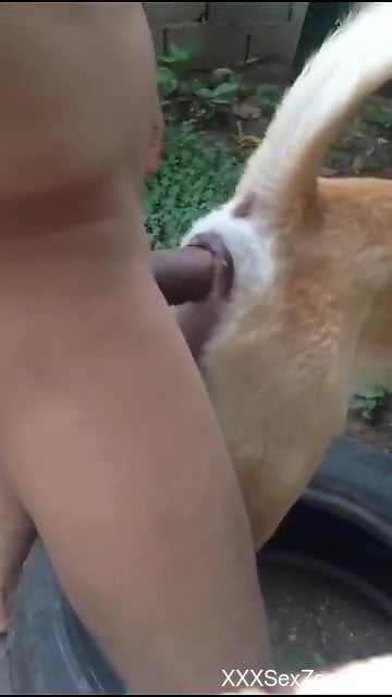 Dude punishing this dog's pussy with his cock