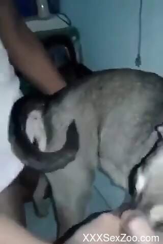 Dude is banging the animal from behind why not