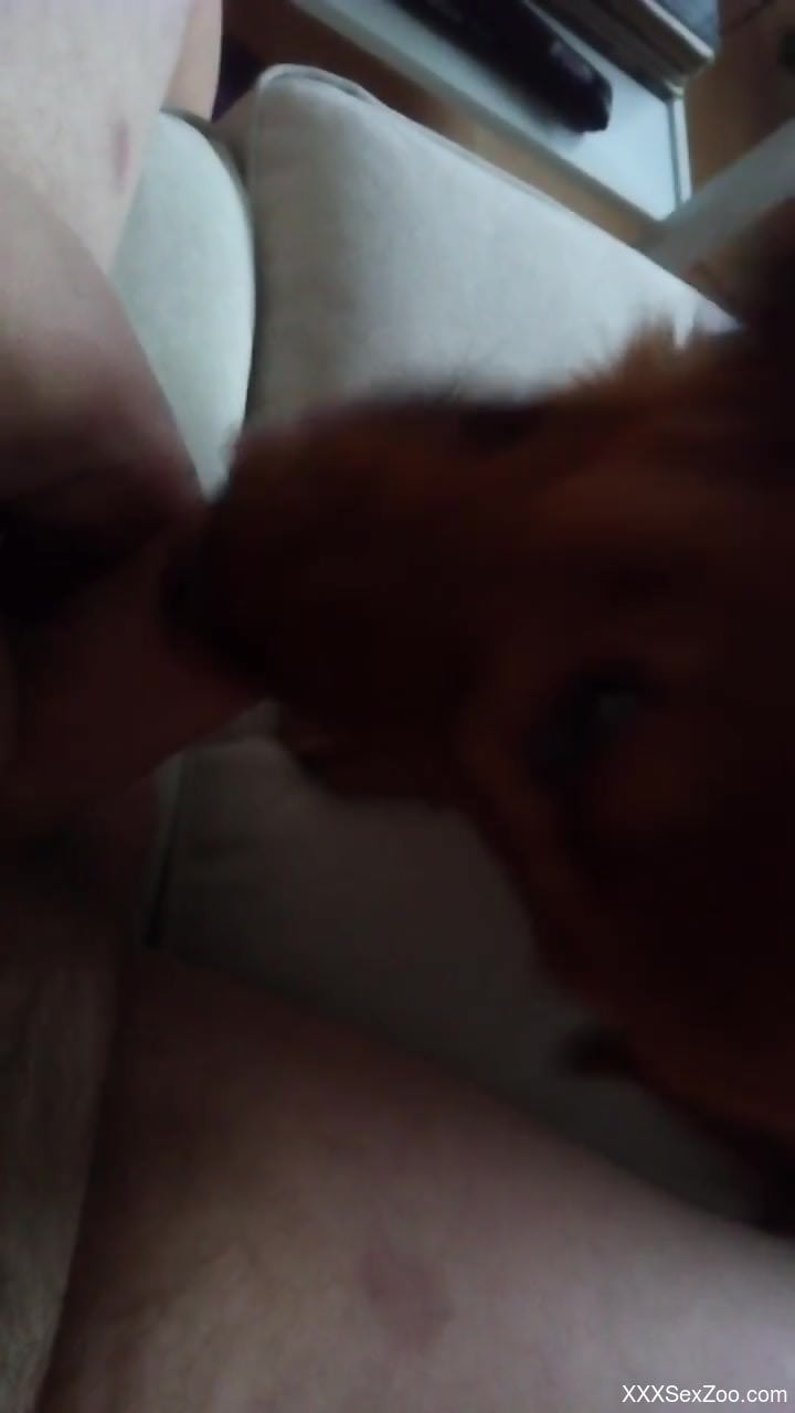 The dog licks the man's penis in a kinky jerk off solo