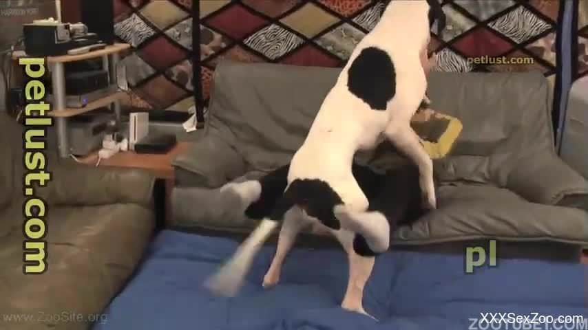White doggy hardly fucks a perverted zoofil from behind